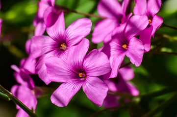 Pink oxalis corymbosa group of flowers close up