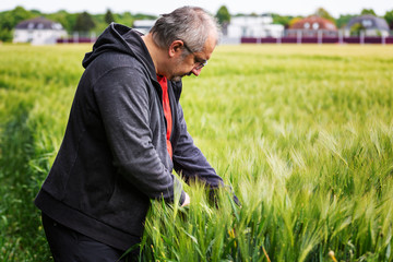 Naklejka na ściany i meble Farmer inspects green field of rye