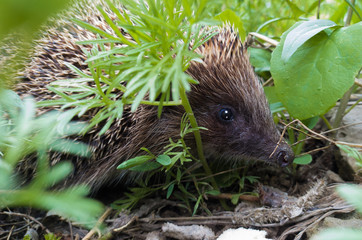 A beautiful prickly hedgehog peeks out of the grass. Close-up.