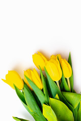 From above top view shoot of fresh yellow tulips lying in bunch on bright white background
