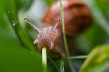 Close up of the snail crawling along a wet grass