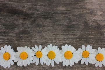 Border from white daisies on rustic wooden background with copy space. Top view of chamomile flowers frame
