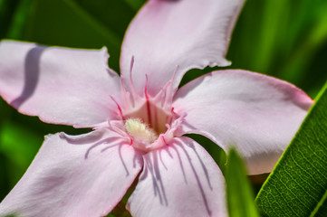 Fototapeta na wymiar beautiful soft pink oleander flower in spring sunlight closeup