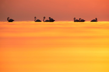 Fototapeta na wymiar Greater Flamingos and beautiful hues on water as well as sky during sunrise at Asker coast of Bahrain