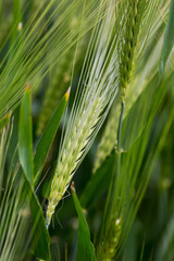 Close-up of an ear of rye at the end of the ear shift