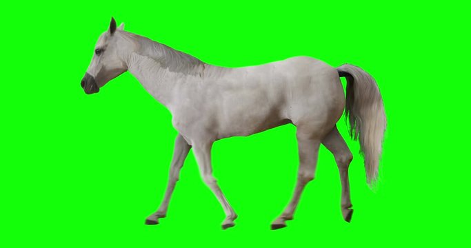 White horse run trotting.  Isolated grey stallion jogging.  Gray mustang is running slowly.  Cyclical looping animation on green screen.