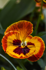 yellow orange variegated pansy flower close up