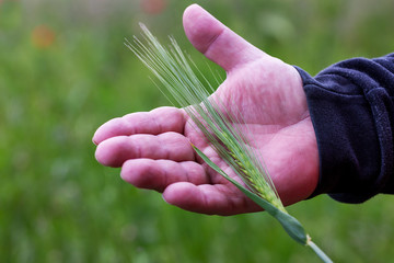 Hand eines Landwirtes hält eine grüne Roggenähre