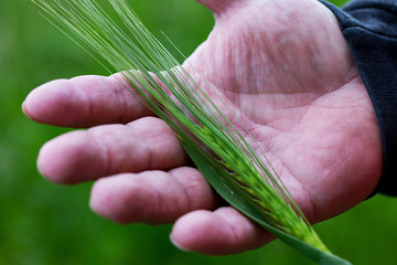 Hand eines Landwirtes hält eine grüne Roggenähre