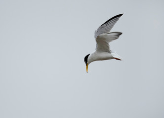 Little Tern hovering at Asker marsh, Bahrain