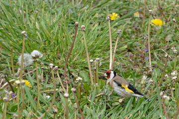 Chardonneret élégant