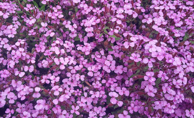 lot with many Aubrieta flowers