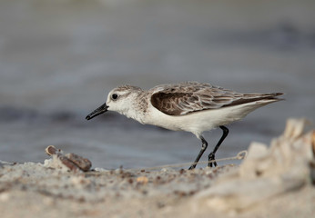 Sanderling feeding at Busaiteen coast, Bahrain
