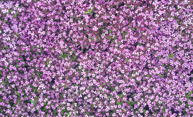 a wall of purple flowers