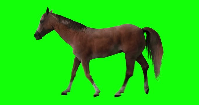 Red horse run trotting.  Isolated brown stallion jogging. Chestnut mustang is running slowly. Cyclical looping animation on green screen.