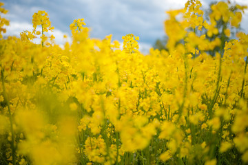 Obraz premium Flowering canola field