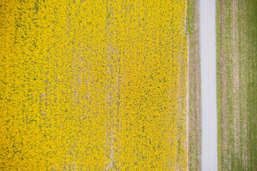 Flowering canola field