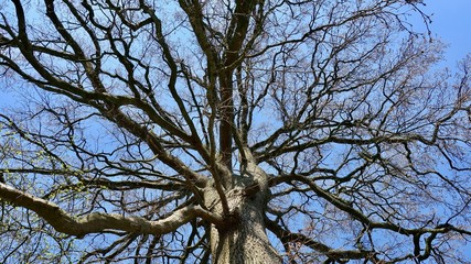 Stark verzweigter Baum im Frühling, Geäst, Chaos