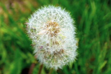 Dandelion flower against the background of green grass