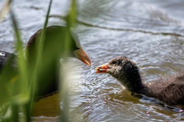 Blässhuhn (Fulica atra), Blässralle oder auch Blesshuhn füttert sein Küken oder Jungvogel von...