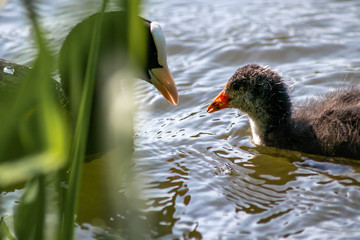 Blässhuhn (Fulica atra), Blässralle oder auch Blesshuhn füttert sein Küken oder Jungvogel von...