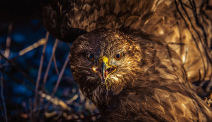 eagle owl portrait