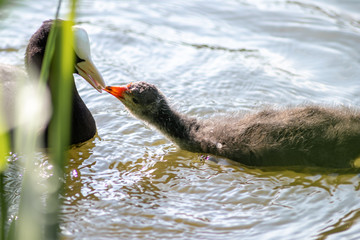 Blässhuhn (Fulica atra), Blässralle oder auch Blesshuhn füttert sein Küken oder Jungvogel von...