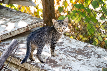 A  tabby cat in action in a rustic environment
