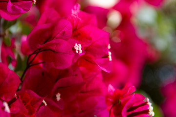 Pink bougainvillea flowers in a bright garden in summer