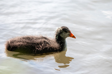 Black bald-coot young biddy from beak to beak feeding with fluffy plumage and a red beak swimming on lake or creek in spring showing parental care of water birds isolated close-up with copy space