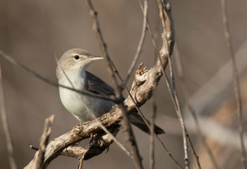 Upchers Warbler perched on dry twig at Buri farm, Bahrain