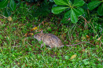 Field mouse in the garden grass. Grass and mouse are wet after watering