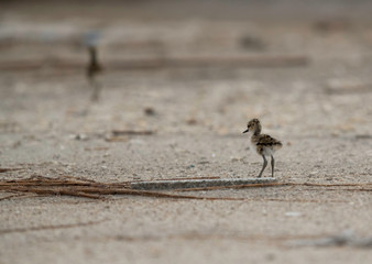 Black-winged Stilt chicks at Asker Marsh , Bahrain