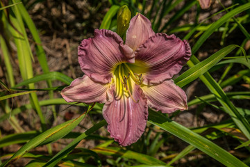 Purple daylily in full bloom