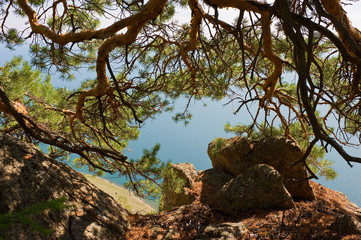 Fototapeta na wymiar Under a pine tree on the high Bank of lake Baikal.