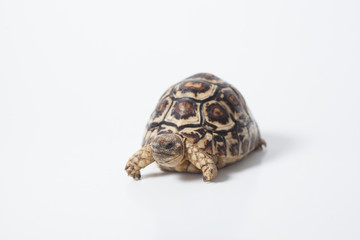 African leopard tortoise or Stigmochelys pardalis tortoise, isolated on white background