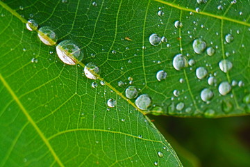 Closeup of raindrop on fresh green leaves after rain.