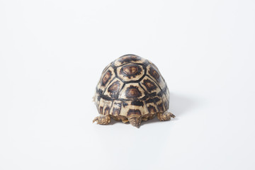 African leopard tortoise or Stigmochelys pardalis tortoise, isolated on white background