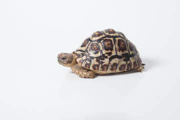 African leopard tortoise or Stigmochelys pardalis tortoise, isolated on white background
