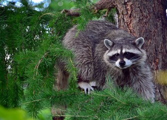 Raccoon on a coniferous tree