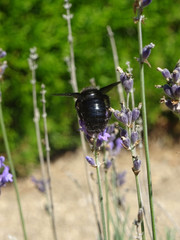 Bourdon noir sur lavande