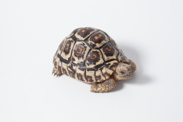 African leopard tortoise or Stigmochelys pardalis tortoise, isolated on white background