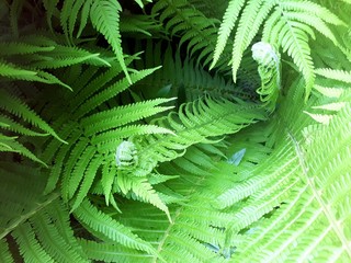 green beautiful fern texture background
