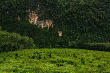 Rock overgrown greenery around the forest and large expanses of