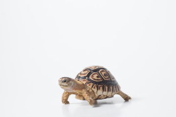 African leopard tortoise or Stigmochelys pardalis tortoise, isolated on white background