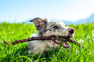 View on a border collie puppy playing with a stick