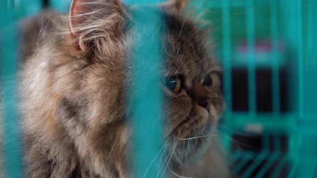 Panning shot of an exotic shorthair in a cage looking out from between the bars in a cat show, breeding cattery or a pet store waiting for it's owner