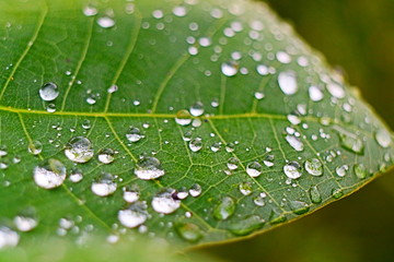 Closeup of raindrop on fresh green leaves after rain.