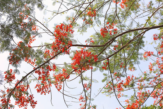 Red flamboyant or Royal poinciana or Delonix regia flower, low angle view shot of the tree