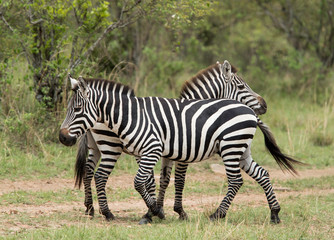 Fototapeta na wymiar A pair of Zebras in the Savannah grassland, Masai Mara